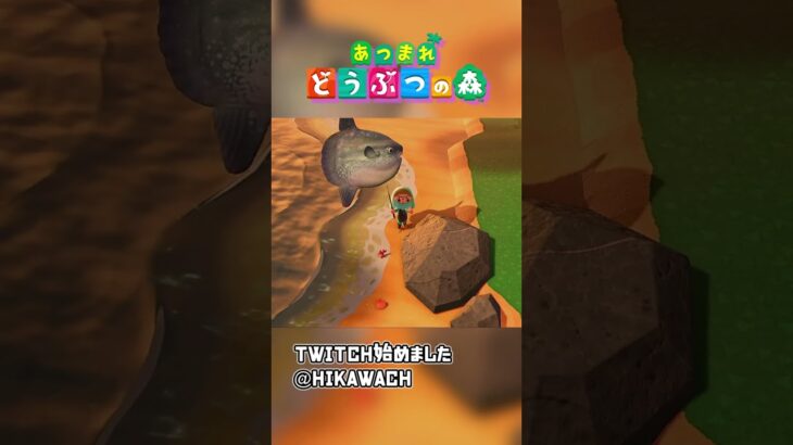 世界で一番本気であつ森してる人 【あつ森】 #Shorts #あつ森 #どう森