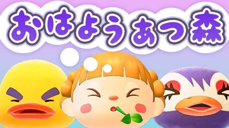 Ver.3.0アプデ後ルーティン！朝活🐓おはようあつ森！2/10(火)