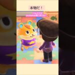 【あつ森】㊗️ハムスケが引っ越して来たぁ〜@たーさんの趣味の部屋 #mochachan島