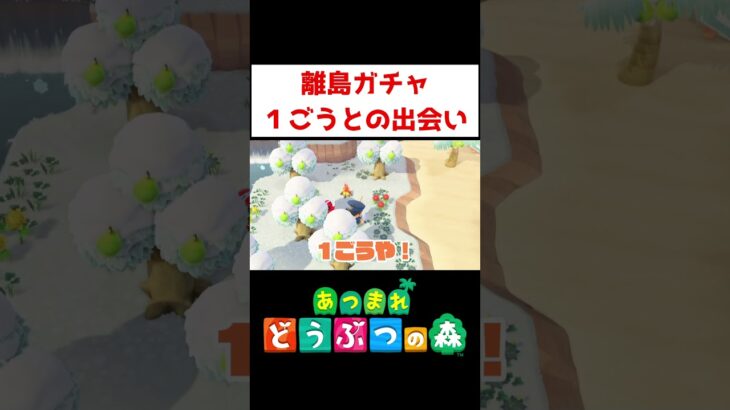 やっと出会えた１ごう【あつ森】#ゲーム実況 #shorts #あつ森 #厳選 #離島ガチャ #１ごう