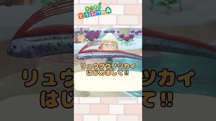 【あつ森小ネタ】リュウグウノツカイ、寄贈してみたら・・・#shorts  #あつ森 #あつまれどうぶつの森