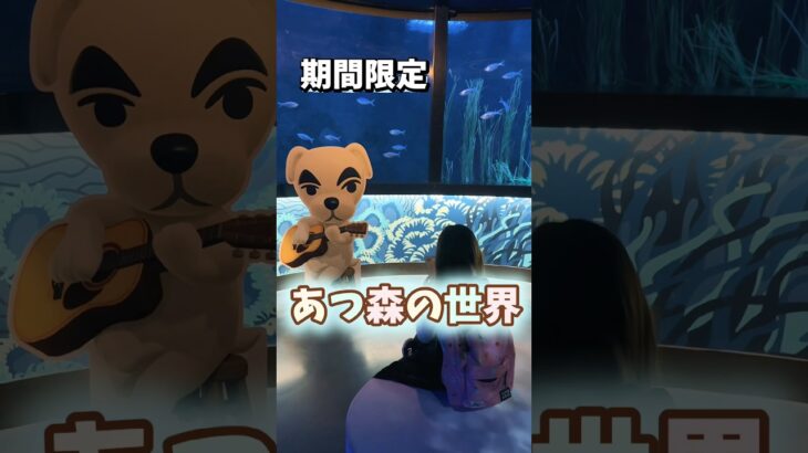 期間限定のあつ森コラボはここ🐟#shorts