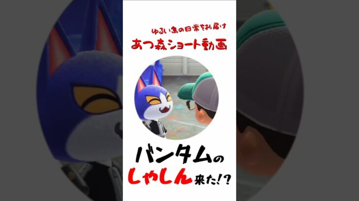 【あつ森】バンタムのしゃしん来た！？【バンタム】#あつまれどうぶつの森 #あつ森ショート#shorts