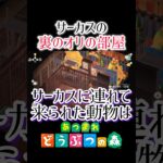 サーカスの裏側の妄想🎪あつ森#shorts