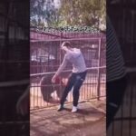 これって店？ｗ#あつ森 #あつまれどうぶつの森 #商品 #shorts