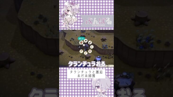 タランチュラと邂逅 #ゲーム実況 #あつ森 #shorts #vtuber