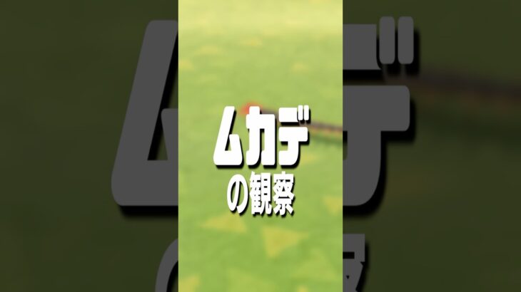 【あつ森】ムカデの観察