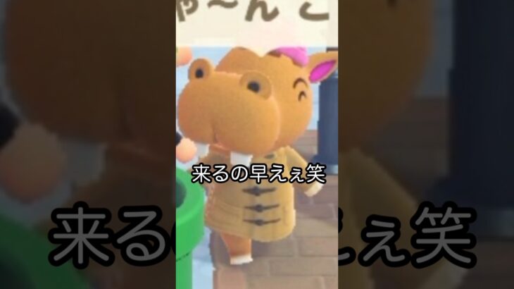 【あつ森】ストレス溜まった時の対処法を教えてもらった