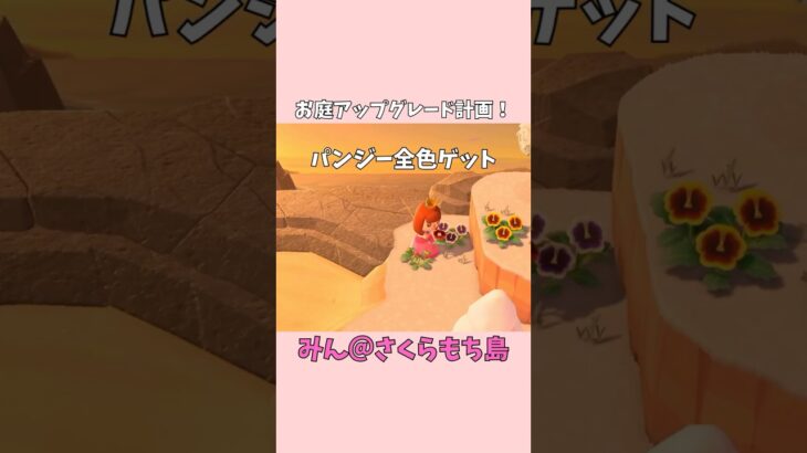 【あつ森】離島ツアーで見つけたパンジーで、お庭アップグレード計画！