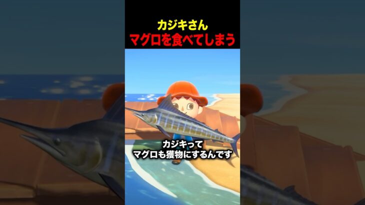 【あつ森】マグロが獲物！？カジキの狩りが怖すぎる→カルパッチョで草