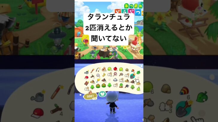 【あつ森】島クリ中に遭遇！タランチュラ帰ってきて😭🕷️🕷️