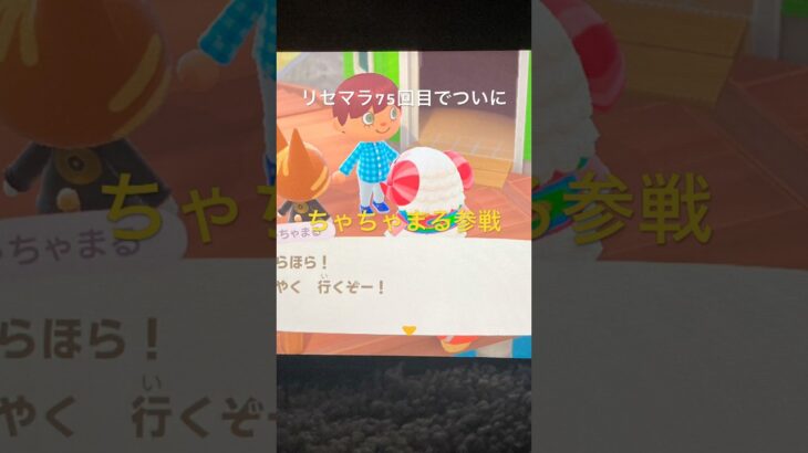 数年ぶりのあつ森でちゃちゃまる出るまでリセマラしたら…