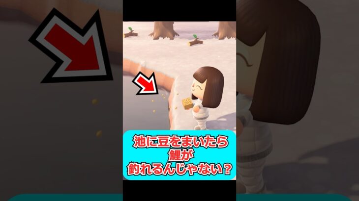 【あつ森】池に豆を撒いたらコイが釣れるんじゃない？