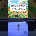 【あつ森】この後逃げられる🤣✨