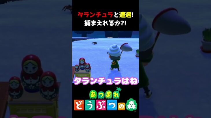 【あつ森】タランチュラはね、一回ね、捕まえたんよ