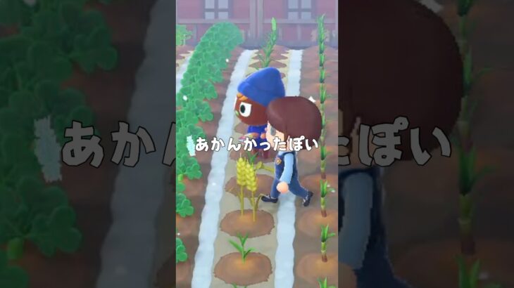 【あつ森】今日もちょこうさ島は平和です@user-lightnest #あつ森 #あつまれどうぶつの森 #新生活