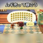 【あつ森】ムギ売ってみた　結果　ベル稼ぐ　#vlog #あつ森 #あつまれどうぶつの森 #こはくちゃんねる2424