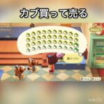 【あつ森】カブ売ってみた　結果　ベル稼ぐ　#vlog #あつ森 #あつまれどうぶつの森 #こはくちゃんねる2424