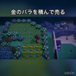 【あつ森】金のバラ売ってみた　結果　ベル稼ぐ　#vlog #あつ森 #あつまれどうぶつの森 #こはくちゃんねる2424