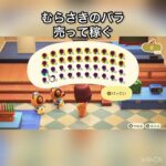 むらさきのバラ売ってみた　結果　ベル稼ぐ　#vlog #あつ森 #あつまれどうぶつの森 #こはくちゃんねる2424