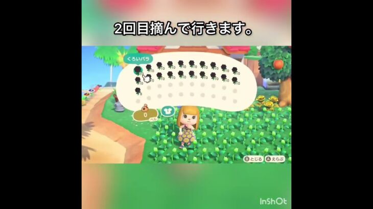 【あつ森】一週間金バラだけ摘んだらいくら稼げる？　#vlog #あつ森 #あつまれどうぶつの森 #こはくちゃんねる2424