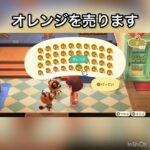 【あつ森】オレンジ売ってベル稼ぐ　#vlog #あつ森 #あつまれどうぶつの森 #こはくちゃんねる2424  初心者さんにおすすめ