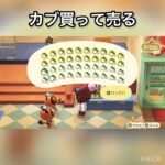 【あつ森】カブ売ってみた　結果　ベル稼ぐ　#vlog #あつ森 #あつまれどうぶつの森 #こはくちゃんねる2424