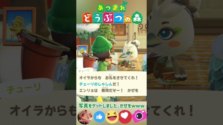 【あつ森】チューリさんから写真をゲットしました！かぜをw #どうぶつの森 #AnimalCrossing #ACNH #NintendoSwitch2 #チューリ #写真ゲット