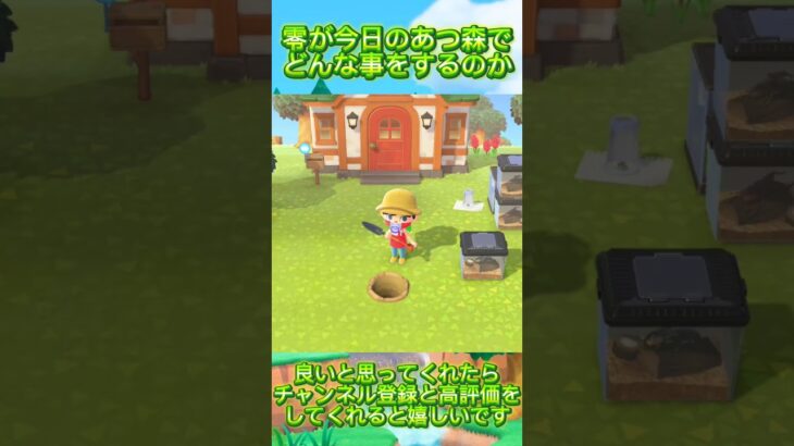 【あつまれどうぶつの森】あつ森をした時の零の1日。#あつまれどうぶつの森  #あつ森