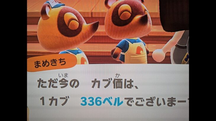 【あつ森】カブ336！チャンネル登録、高評価で参加可能！