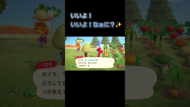 あつ森　#349　まったりしていきませんか？☺️✨️