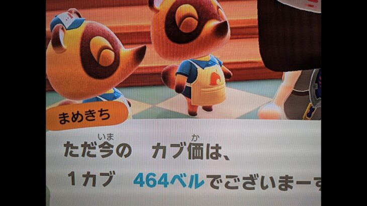 【あつ森】カブ464チャンネル登録、高評価で参加可能！