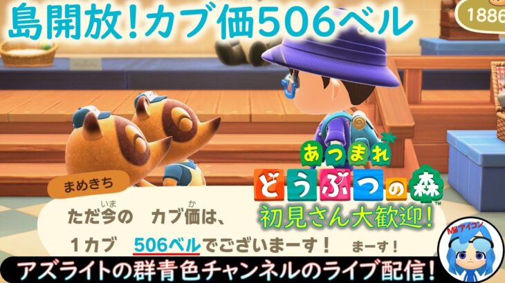 【あつ森】カブ価506ベル！カブがダメになる前に売ろうぜ！
