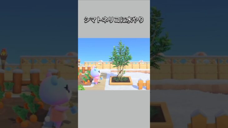 【あつ森】シマトネリコに水やりをするみすず。お水足りてるかな？😂【あつまれどうぶつの森】【どうぶつの森】【ACNH】 #short
