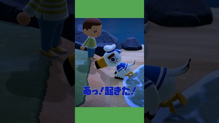 【あつ森】初心者🔰はこうやって成長するんです。笑 #あつ森 #animalclossing #ゲーム配信 #しゅまのゲーム帳 #fyp