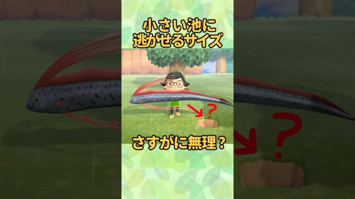 魚逃がせる？#あつ森 #あつまれどうぶつの森 #nintendo #animalcrossing #japan #かわいい #fishing #釣り #ぽこあポケモン #ポケモン #pokemon