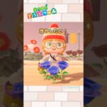 【あつ森小ネタ】青バラを増やしたい#shorts  #あつ森 #あつまれどうぶつの森