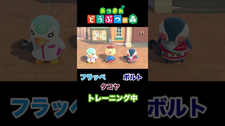 【あつ森】フラッペ・タコヤ・ボルト、春のトレーニング #shorts