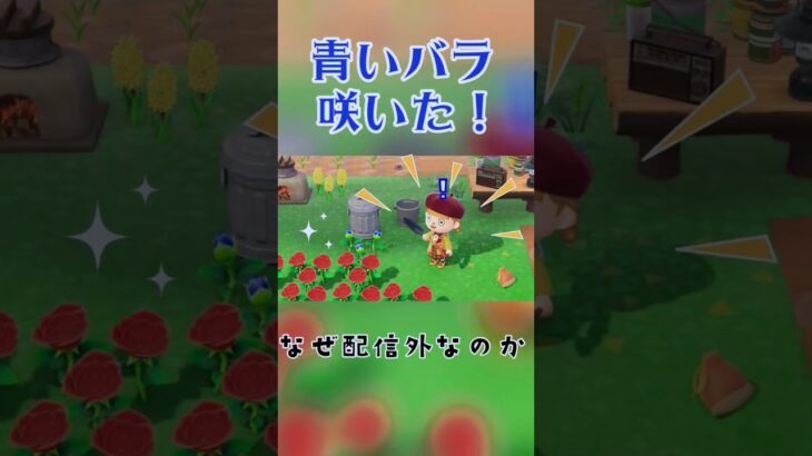 【報告】実は配信外であつ森をやっています  #shorts #vtuber #あつ森  #個人vtuber