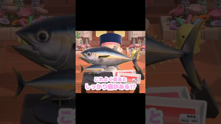 この魚影はカジキかマグロどっちでしょう…？！？！#あつ森 #どうぶつの森 #あつまれどうぶつの森 #どう森 #shortvideo #short #shorts #あつ森マグロ#あつ森カジキ