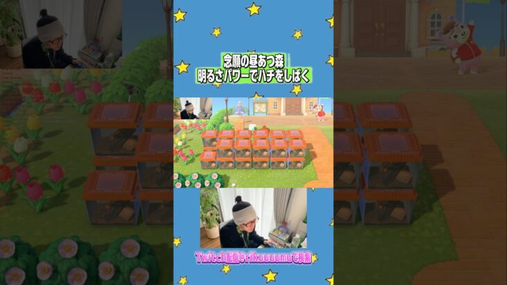 昼のあつ森いいわー#あつ森 #あつまれどうぶつの森 #twitch配信