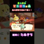 【おばちゃんのあつ森生活】島の評判を、初めて聞いてみる！　🌳あつ森初心者🌳