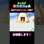 【おばちゃんのあつ森生活】キャンプサイトに初めてのお客様が‼　🌳あつ森初心者🌳