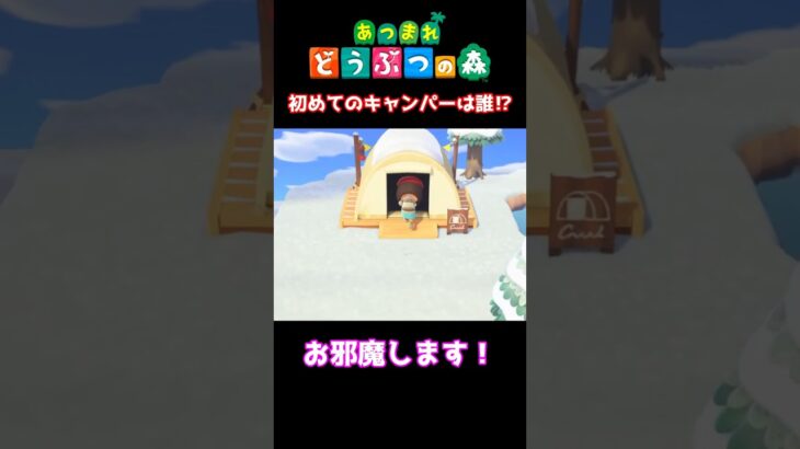 【おばちゃんのあつ森生活】キャンプサイトに初めてのお客様が‼　🌳あつ森初心者🌳