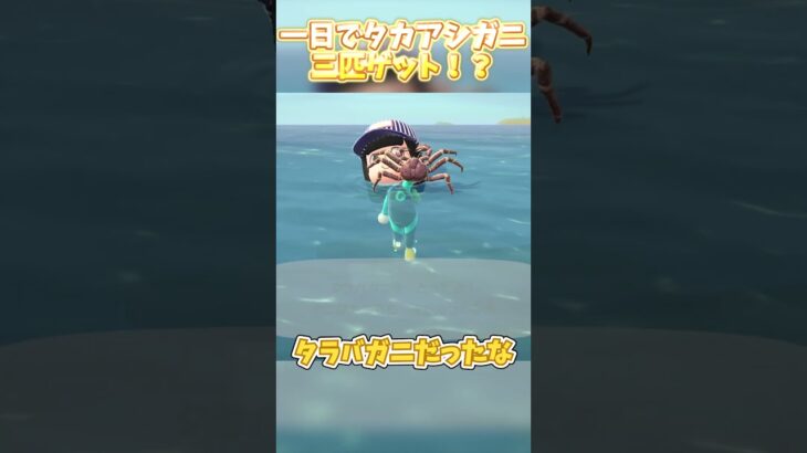 タカアシガニ速すぎるだろ… #ゆっくり #ゆっくり実況#あつ森#あつまれどうぶつの森#どう森#どうぶつの森シリーズ