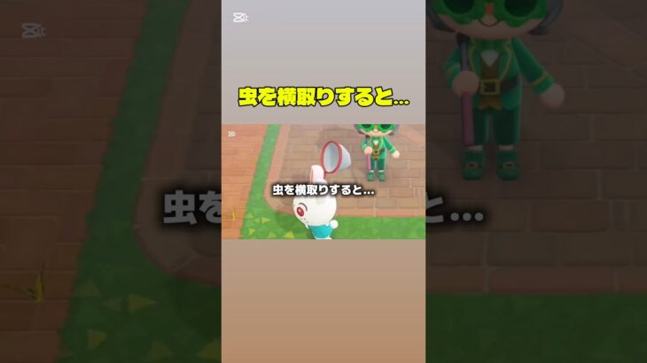 虫を横取りすると… #プチ知識 #あつ森 #あつまれどうぶつの森 #ゲーム実況