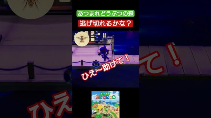 【#あつ森 】逃げ切れるかな？【#あつまれどうぶつの森 】