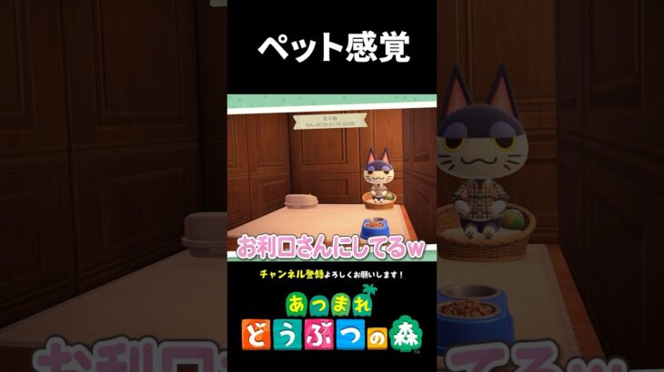 【あつ森】ペット感覚でルームシェア