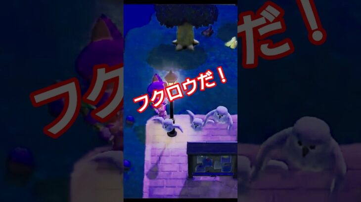 【#あつ森 】フクロウだ！【#あつまれどうぶつの森 】
