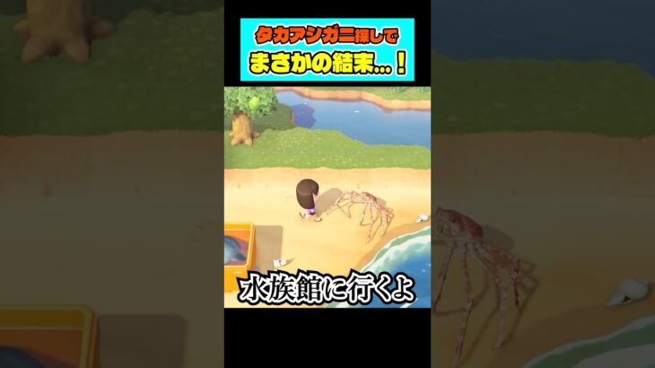 タカアシガニの兄弟を捕まえてしまい…【あつ森】